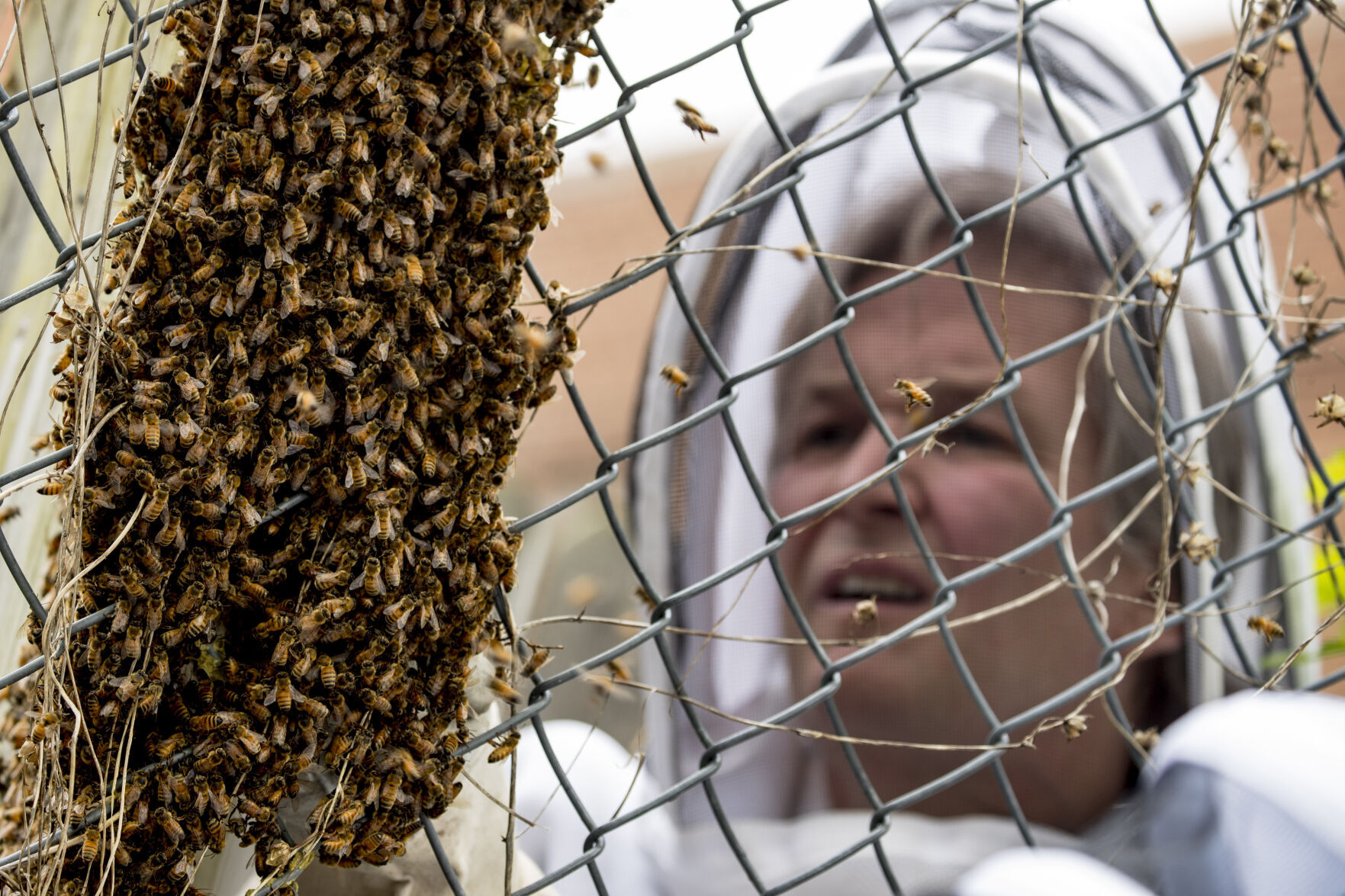 Washington Beekeepers Virus Outbreak